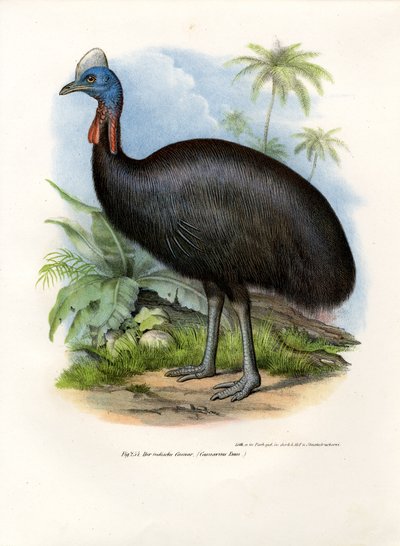 Südlicher Kasuar, 1864 von German School